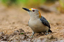 Male Golden-fronted Woodpecker (Melanerpes aurifrons) of the subspecies M. a. aurifrons foraging on the ground. Starr County, Texas.