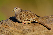 Inca Dove (Scardafella / Columbina inca) male, Hidalgo County, Texas, USA