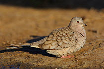 Inca Dove (Scardafella / Columbina inca) female with feathers ruffled, Hidalgo County, Texas, USA
