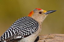 Adult male Golden-fronted Woodpecker (Melanerpes aurifrons) of the subspecies M. a. aurifrons. Hidalgo County, Texas