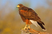 Harris's Hawk (Parabuteo unicinctus) of the subspecies P. u. harrisi. Starr County, Texas.