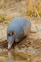 Nine-banded Armadillo (Dasypus novemcinctus) drinking from a water hole. Willacy County, Texas