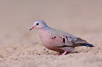 Male Common Ground-Dove (Columbina passerina). Hidalgo County, Texas