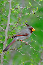 Adult male Pyrrhuloxia (Pyrrhuloxia / Cardinalis sinuatus) perched in a tree, Hidalgo County, Texas, USA