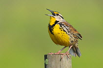 Adult male Eastern Meadowlark (Sturnella magna) singing from a fence post. Anahuac NWR, Texas, USA