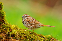 Adult Song Sparrow (Melospiza melodia) in Spring on mossy tree trunk. Eastern subspecies M. m. melodia. Tompkins County, New York, USA