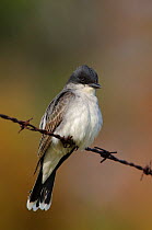 Eastern Kingbird (Tyrannus tyrannus) perched on barbed wire,  Tompkins County, New York, USA