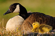 Canada Goose (Branta canadensis) brooding a recently hatched chick at the nest. Tompkins County, New York, USA