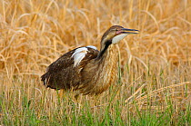 Adult male American Bittern (Botaurus lentiginosus) vocalising and displaying its large white shoulder plumes during courtship period. This bird is in the process of inflating its esophagus during voc...