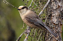 Adult Gray Jay (Perisoreus canadensis)  in a spruce pine, Coldfoot, Alaska, USA