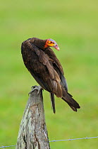 Adult Lesser Yellow-headed Vulture (Cathartes burrovianus) perched on a fence post. Veracruz, Mexico.