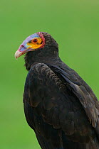 Portrait of an adult Lesser Yellow-headed Vulture (Cathartes burrovianus) Autumn, Veracruz, Mexico
