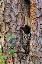 Eastern Screech-Owl (Otus / Megascops asio) in gray morph plumage, roosting in a Pileated Woodpecker (Dryocopus pileatus) excavation hole in a Red Pine tree, Autumn, Tompkins County, New York, USA