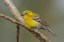 Adult male Pine Warbler (Dendroica pinus) in breeding plumage. Spring, Tompkins County, New York. USA