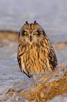 Short-eared Owl (Asio flammeus) on the ground, with erect ear tufts. Jefferson County, New York, USA