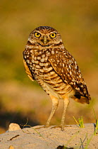 Burrowing Owl (Athene cunicularia) of the subspecies A. c. floridana near its nest burrow. Cape Coral, Florida, USA