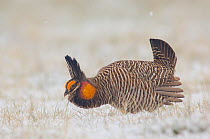 Adult male Greater Prairie-Chicken (Tympanuchus cupido) on a snow covered lek. Ft. Pierre National Grassland, South Dakota, USA