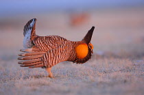 Male Greater Prairie-Chicken (Tympanachus cupido) displaying on a lek. During the  'Booming' display males  produce sounds through their air sacs, but also by stamping their feet, wing-shaking, and ta...
