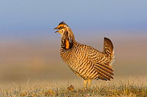 Male greater Prairie-Chicken (Tympanachus cupido) giving a "Whoop" call on a lek. "Whoop" calls are generally uttered when females are present. Ft. Pierre National Grassland, South Dakota, USA