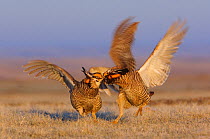Aggressive encounter between two male Greater Prairie-Chickens (Tympanachus cupido) on a lek. During these aggressive encounters, males lower their pinnae feathers, deflate their air sacs, leap into t...