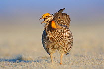 Male Greater Prairie-Chicken (Tympanachus cupido) vocalizing on a lek. This species is currently endangered. Ft. Pierre National Grassland, South Dakota, USA