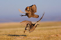 Aggressive encounter between two male Greater Prairie-Chickens (Tympanachus cupido) on a lek. During these aggressive encounters, males lower their pinnae feathers, deflate their air sacs, leap into t...