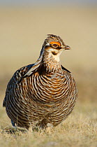 Male greater Prairie-Chicken (Tympanachus cupido) on lek. Ft. Pierre National Grassland, South Dakota, USA