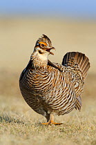 Adult male Greater Prairie-chicken (Tympanachus cupido) vocalizing on a lek. This species is currently endangered,  Ft. Pierre National Grassland, South Dakota, USA