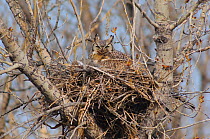 Female Great Horned Owl (Bubo virginianus) on nest. Lawrence County, South Dakota, USA