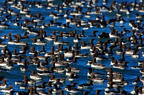 Raft of courting adult Guillemots / Common Murres (Uria aalge). Murres assemble in large, noisy rafts adjacent to cliffs prior to nesting. Duck Island, Alaska, USA