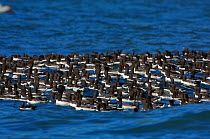 Raft of courting adult Guillemots / Common Murres (Uria aalge). Murres assemble in large, noisy rafts adjacent to cliffs prior to nesting. Duck Island, Alaska, USA