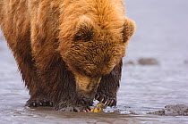 Adult Grizzly Bear (Ursus arctos) of the coastal "Brown Bear" type opening a razor clam on a tidal flat. Lake Clark National Park. Alaska, USA