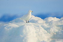 Adult Ivory Gull (Pagophila eburnea) resting on sea ice. This arctic dependent species appears to be declining rapidly due to climate change. Resolute, Nunavut, Canada. June.