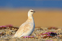Adult male Rock Ptarmigan (Lagopus mutus) of the subspecies L. m. rupestris in courtship or "supplemental" plumage. Nunavut, Canada.