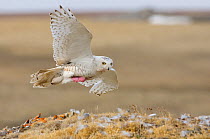 Female Snowy Owl (Bubo scandiacus) returning to nest in flight. The brood patch, an area of bare skin used to warm eggs and chicks, is clearly visible. Bathurst Island, Nunavut, Canada. June.