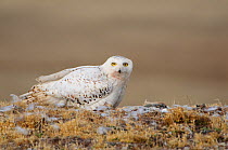 Adult female Snowy Owl (Bubo scandiacus) brooding chicks on the nest. Several collared lemmings, previously delivered by the male lay nearby. Bathurst Island, Nunavut, Canada. June.