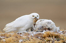 Adult male Snowy Owl (Bubo scandiacus) delivering a collared lemming to a female on the nest. The female is feeding a chick. Bathurst Island, Nunavut, Canada. June.