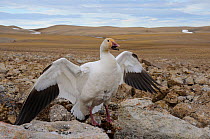 Adult female North American Snow Goose (Chen caerulescens) of the Eastern subspecies C. c. atlantica, defending her nest. Bathurst Island, Nunavut, Canada. June.