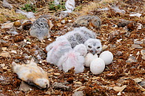 Snowy Owl (Bubo scandiacus) chicks and eggs in nest surrounded by Collared Lemming (Dicrostonyx groenlandicus) prey. Bathurst Island, Nunavut, Canada. June.
