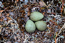 Sanderling (Calidris alba) nest containing an incomplete clutch of three eggs. Bathurst Island, Nunavut, Canada. June.