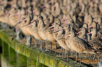 Flock of Marbled Godwits (Limosa fedoa) in basic (winter) plumage roosting on a dock. Pacific County, Washington, USA, August.