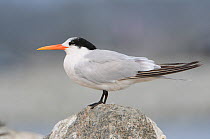 Elegant Tern (Sterna / Thalasseus elegans) in non-breeding plumage. Monterey County, California, USA, November.