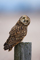 Adult Short-eared Owl (Asio flammeus) on fence post. Ontario, Canada. December.
