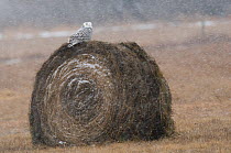 Immature female Snowy Owl (Bubo scandiaca) perched on hay bale, Ontario, Canada. January.