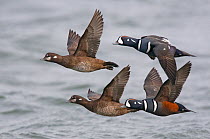 Two pairs of Harlequin Ducks (Histrionicus histrionicus) in flight. Ocean County, New Jersey, USA, January.