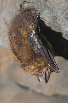 Eastern Pipistrelle (Pipistrellus subflavus) infected with white-nose syndrome, a deadly disease which causes a distinctive ring of fungal growth around the muzzles and on the wings of cave bats. Ulst...