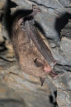 Indiana Bat (Myotis sodalis) infected  while hibernating with white-nose syndrome, a deadly disease which causes a distinctive ring of fungal growth around the muzzles and on the wings of cave bats. U...