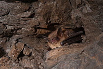 A healthy adult Little Brown Myotis (Myotis lucifugus) peers from a crevice in a hibernaculum infected with white-nose syndrome. Ulster County, New York, USA.
