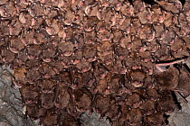 Indiana Bat (Myotis sodalis) large flock infected with white-nose syndrome, a deadly disease which causes a distinctive ring of fungal growth around the muzzles and on the wings of cave bats. Ulster C...
