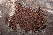 Indiana Bat (Myotis sodalis) large flock infected with white-nose syndrome, a deadly disease which causes a distinctive ring of fungal growth around the muzzles and on the wings of cave bats. Ulster C...